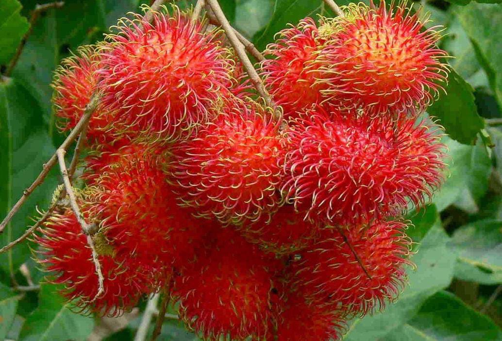 Rambutan: Manfaat, Kandungan Gizi, dan Cara Mengolahnya