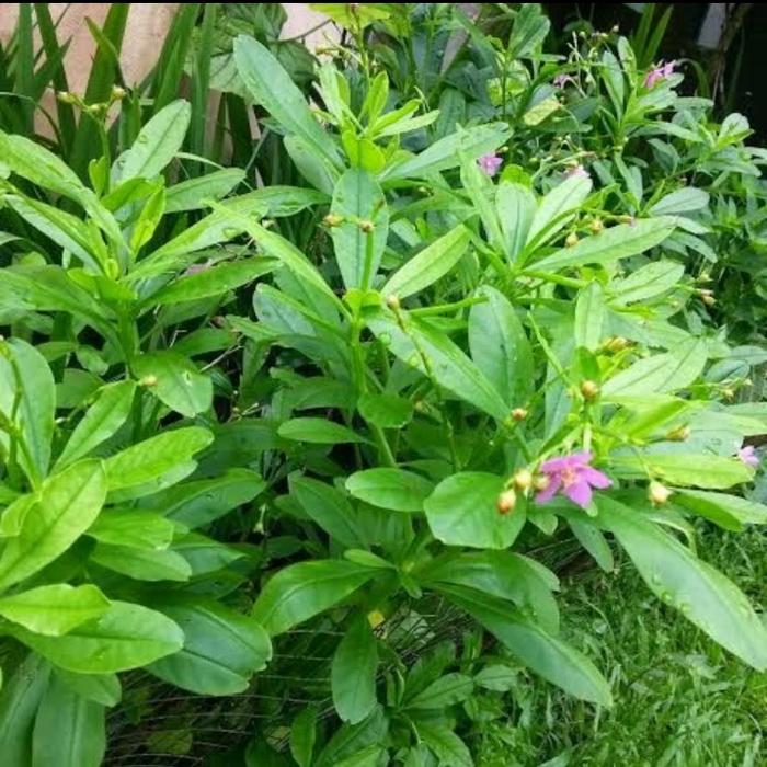 Daun Ginseng Jawa: Khasiat Alami untuk Kesehatan