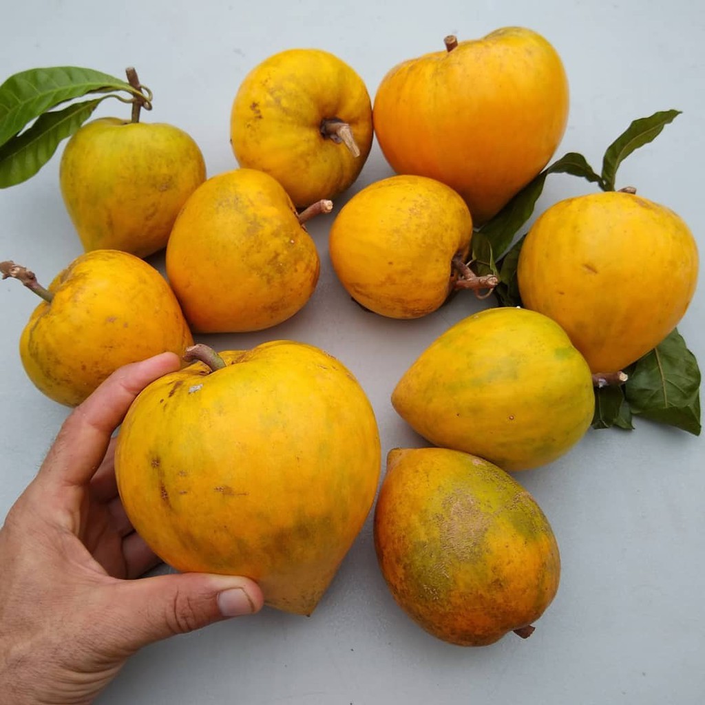 Sawo Mentega: Buah Tropis Lembut dan Bergizi yang Mulai Langka