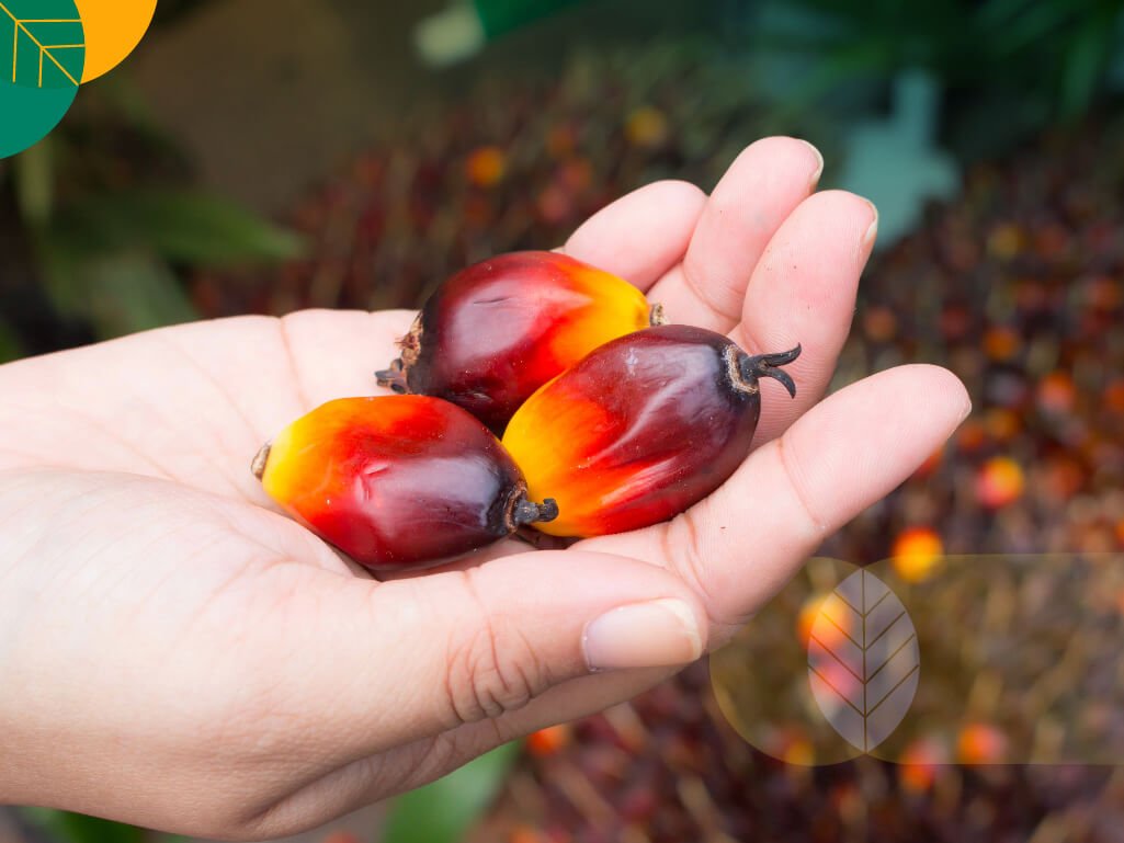 Buah Sawit: Sumber Minyak Nabati Unggulan dari Perkebunan Tropis