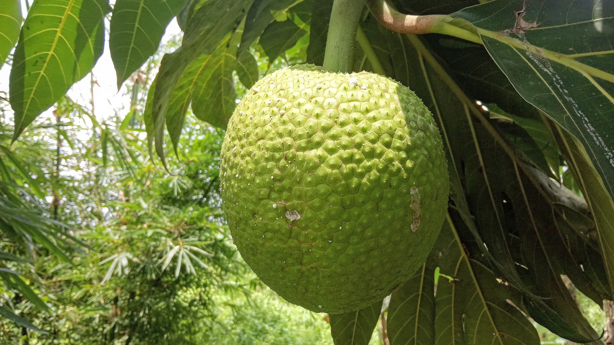 Buah Sukun: Si Kecil yang Kaya Manfaat