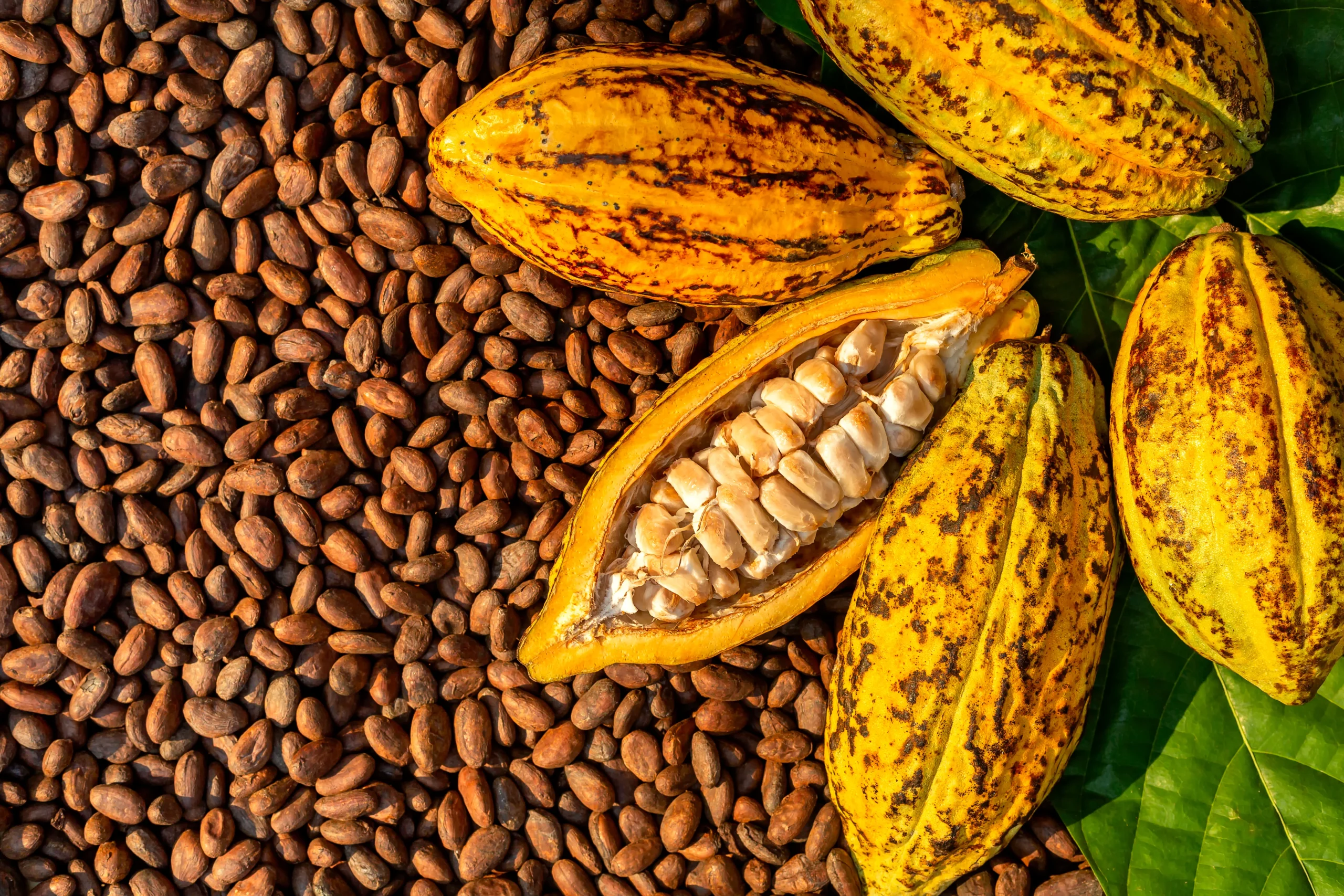 Buah Coklat: Camilan Sehat dan Lezat yang Sedang Naik Daun