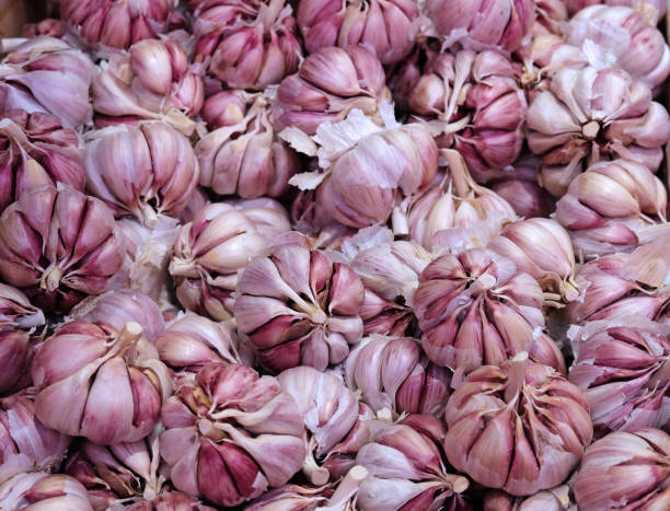 Bawang Putih Ungu: Varietas Eksotis dengan Segudang Manfaat