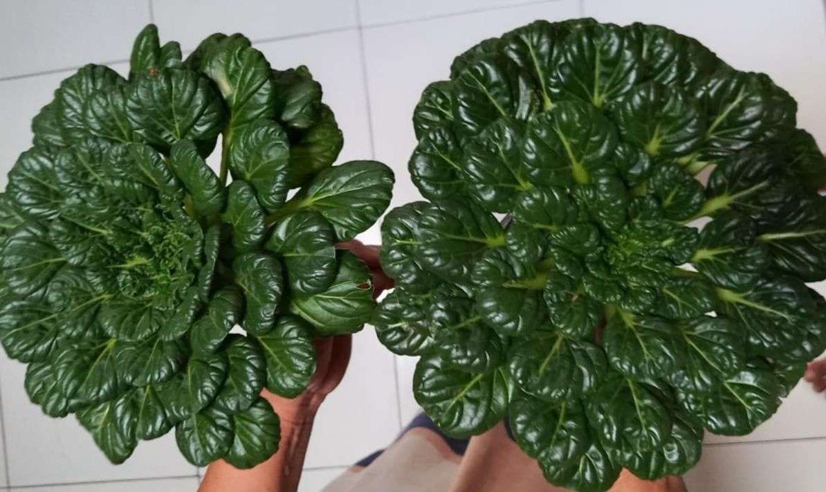 Sawi Pagoda: Sayuran Unik Kaya Nutrisi