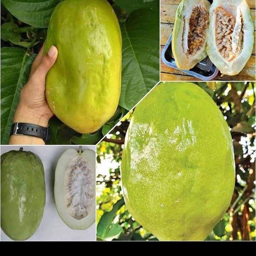 Markisa Jumbo: Buah Tropis dengan Rasa Segar dan Manfaat Luar Biasa