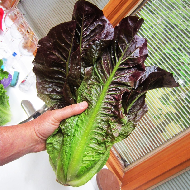 Selada Romaine Merah: Varian Menarik yang Kaya Manfaat
