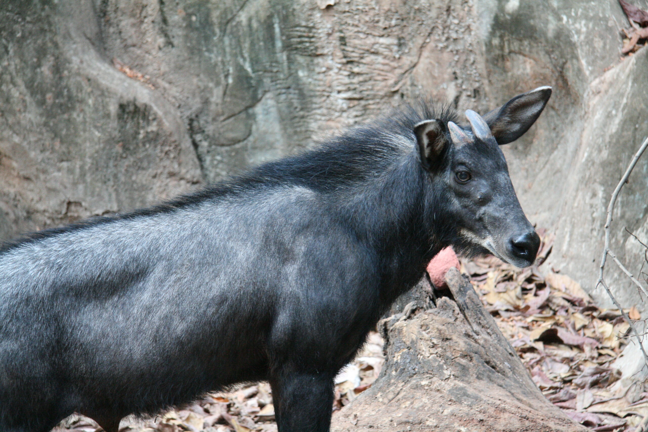 Karakteristik Hewan Kambing Hutan Sumatera