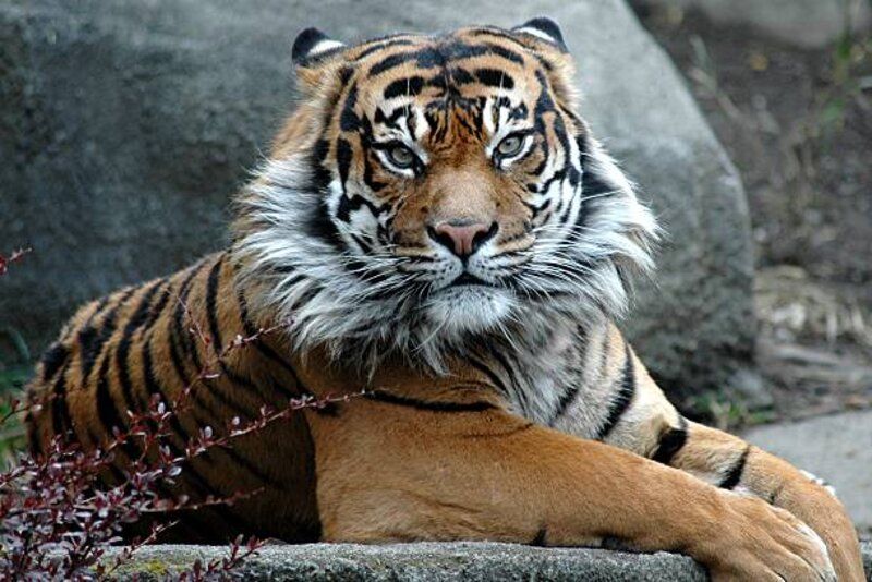 “Keajaiban Binatang Harimau Jawa”