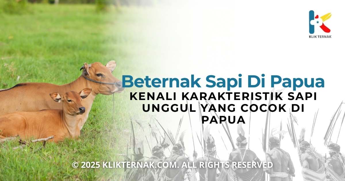 “Keunikan dan Karakteristik Sapi Abigar”