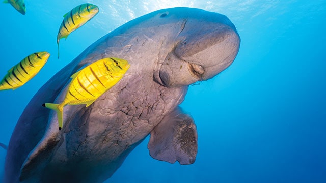 “Keunikan Hewan Dugong: Mamalia Laut yang Langka”