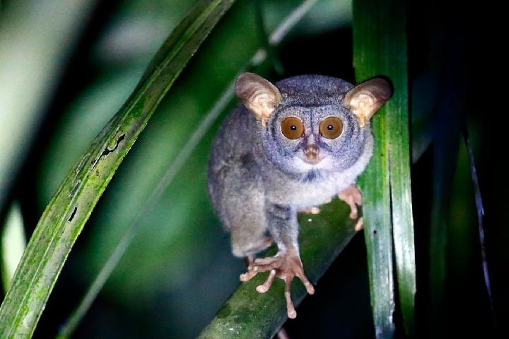 Keunikan Hewan Tarsius Siau: Primata Kecil dari Pulau Siau