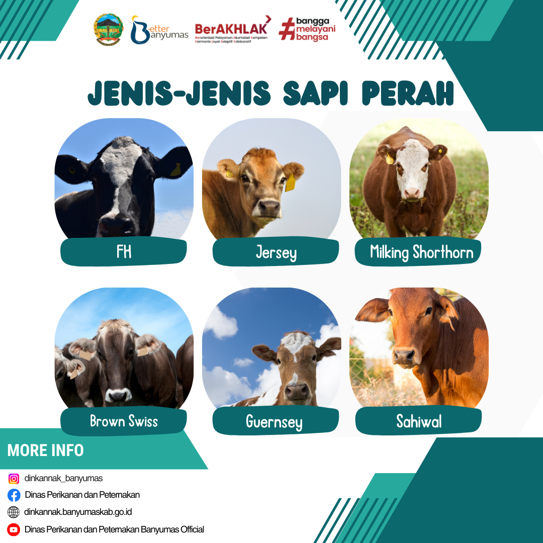 “Keunikan Sapi Amerifax: Penjelajahan Jenis Ternak yang Menarik”