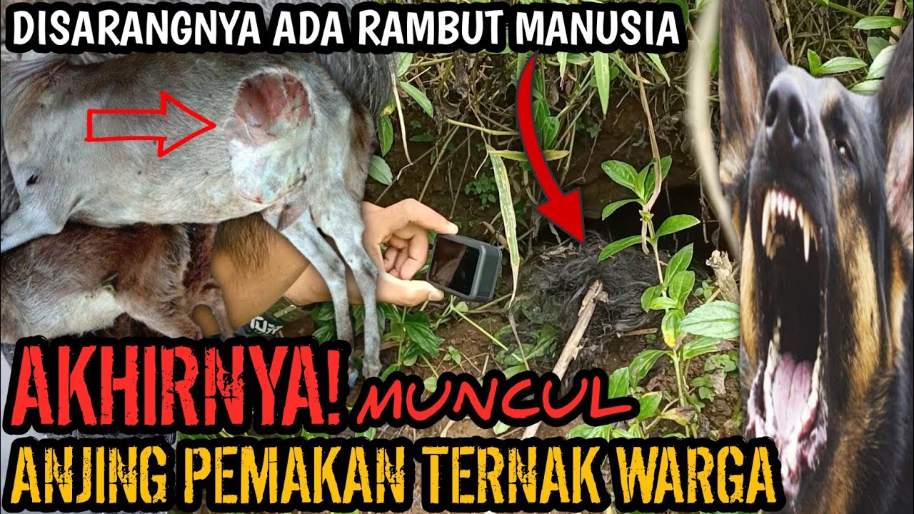 Misteri Hewan Ajag: Si Pemangsa yang Menakutkan
