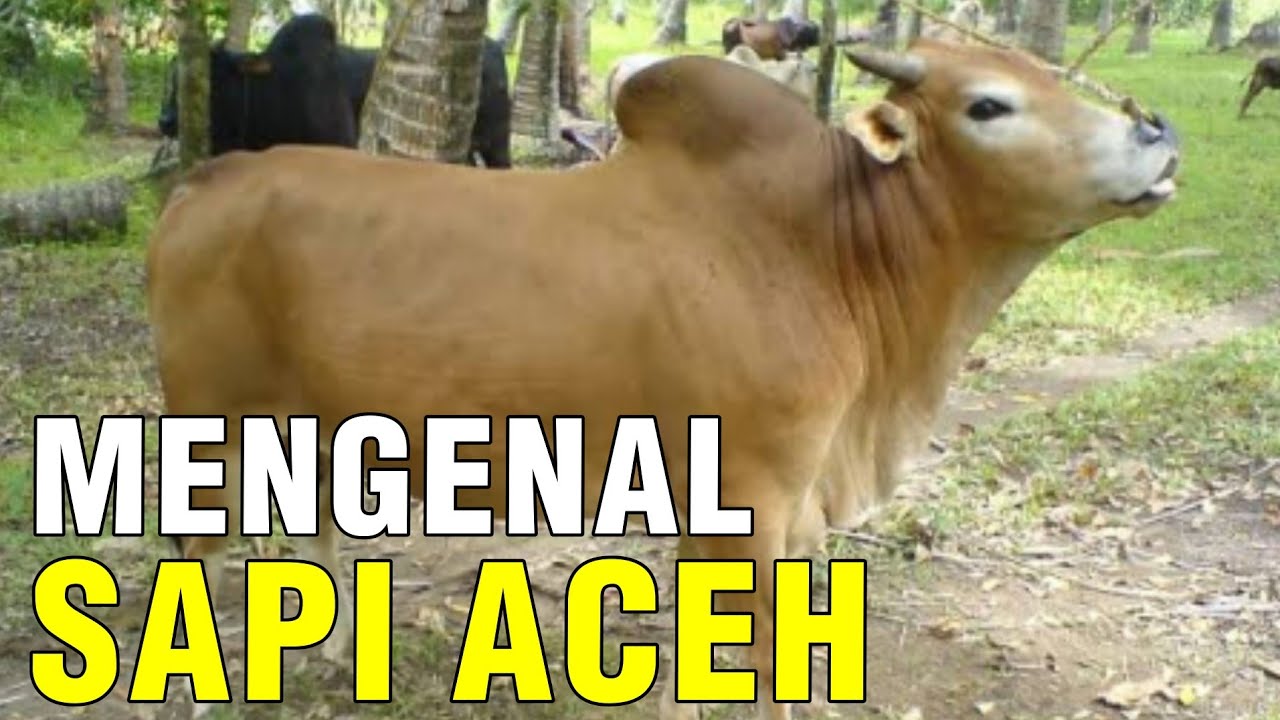 Ragam Jenis Sapi Aceh: Sebuah Tinjauan Mendalam