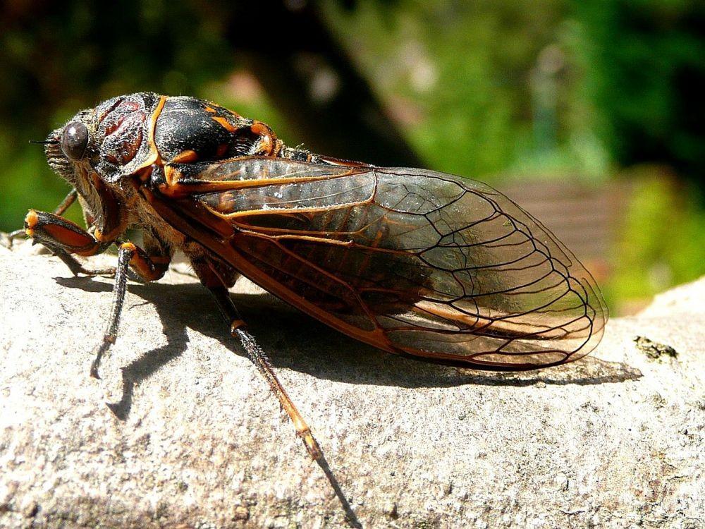 Serangga Cicada: Keindahan dan Peran Ekologinya di Alam