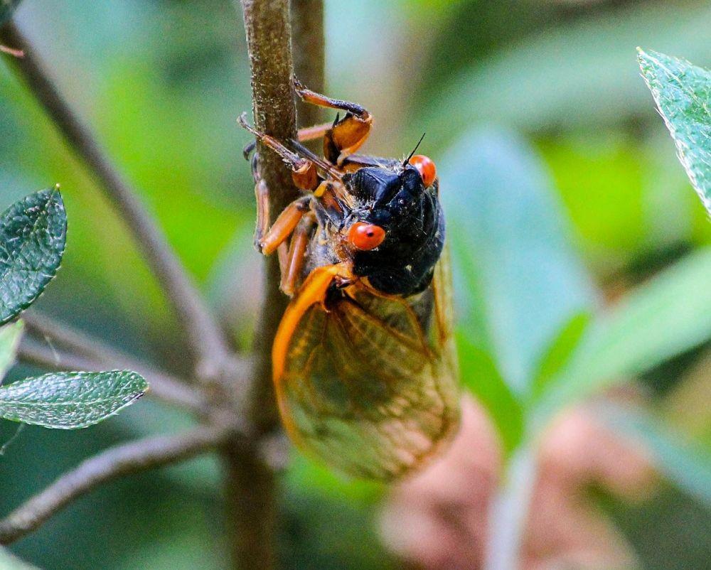 Serangga Kumbang Cicada: Kehidupan dan Ciri-ciri Utamanya