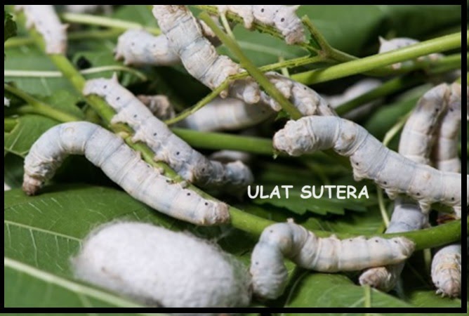 Ulat Sutera: Serangga Penting dalam Industri Tekstil