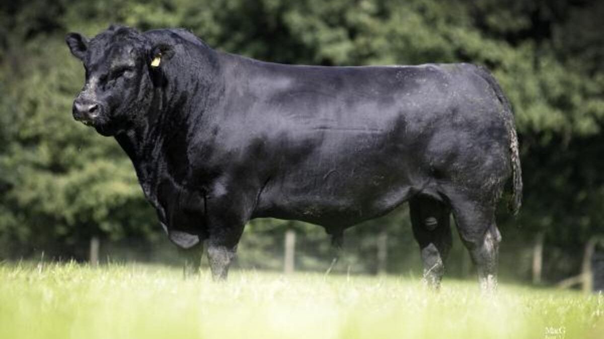 “Varian Sapi Aberdeen Angus: Jenis dan Ciri Khas”