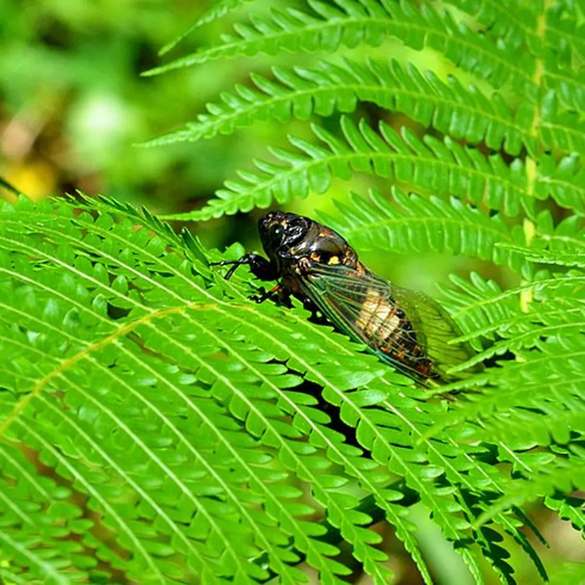 Keindahan dan Peran Serangga Cicada dalam Ekosistem Indonesia