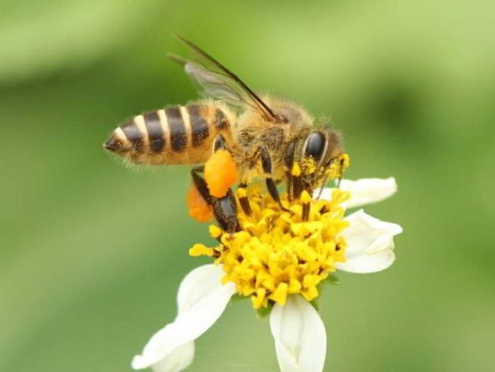 Mengenal Lebah Tualang: Serangga Pollen dan Madu Alami Indonesia