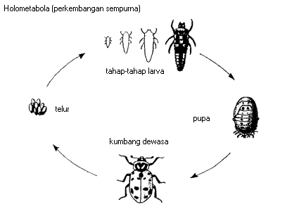 Serangga Ulat Pasir: Karakteristik, Habitat, dan Peran Ekologis
