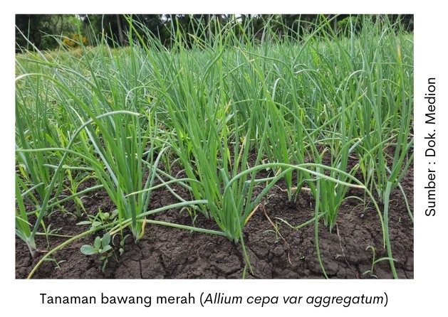 Ulat Bawang: Ciri, Dampak, dan Cara Pengendaliannya