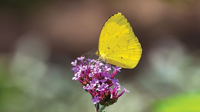 Keindahan dan Karakteristik Kupu-kupu Kuning di Alam