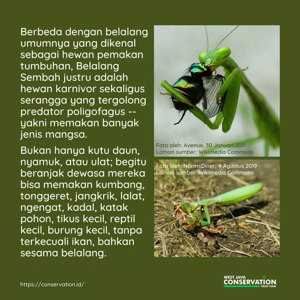 Mengenal Sayuran Belalang Sembah: Manfaat dan Cara Pengolahannya