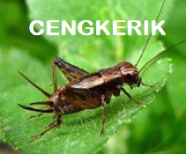 Mengenal Serangga Cengkerik: Habitat, Ciri, dan Peran Ekologis