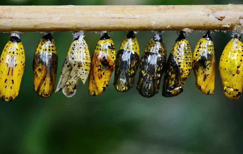 Mengenal Serangga Larva: Tahapan Pertumbuhan dan Ciri-cirinya