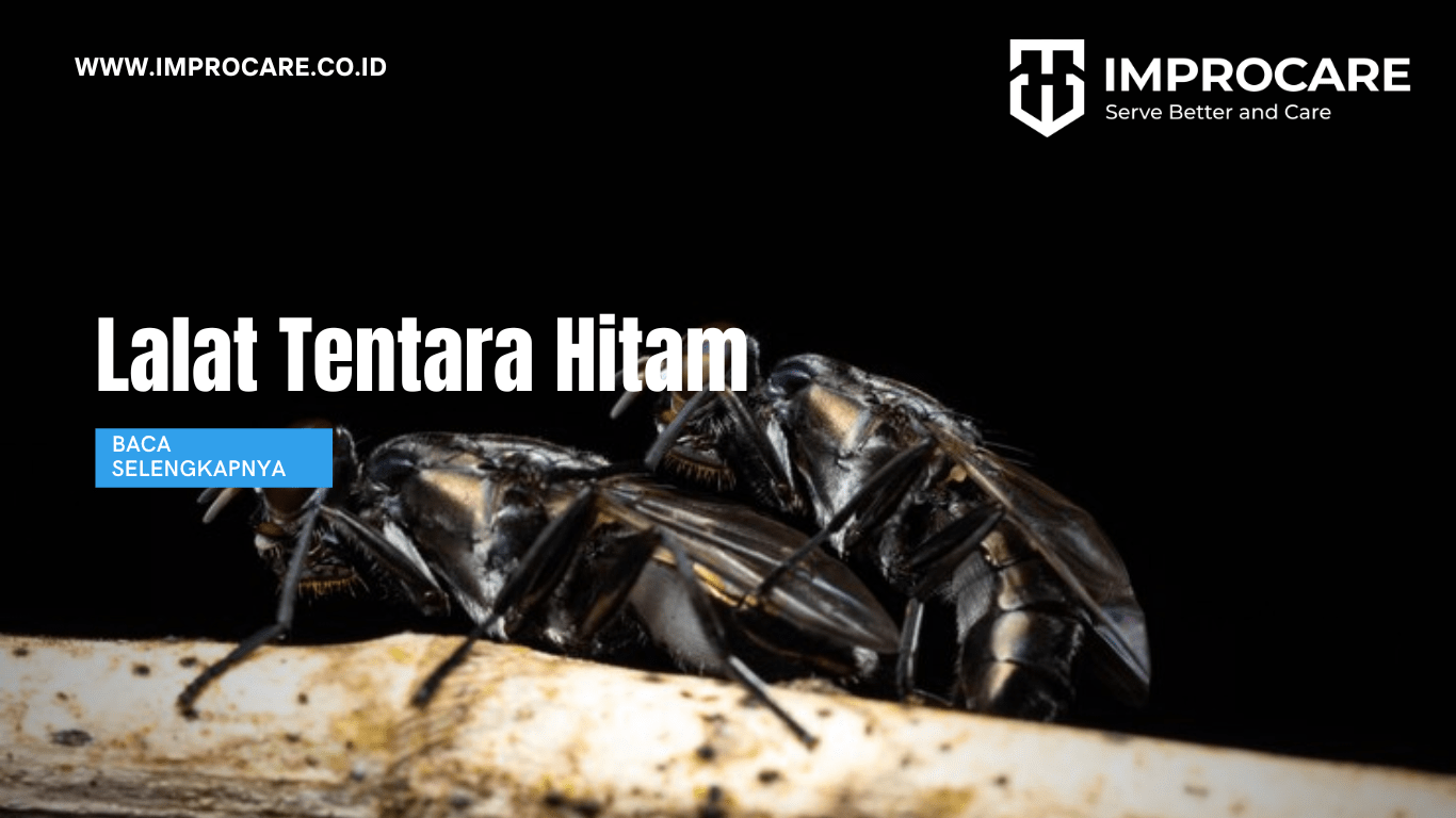 Serangga Kumbang Tentara: Karakteristik dan Peran Ekologisnya