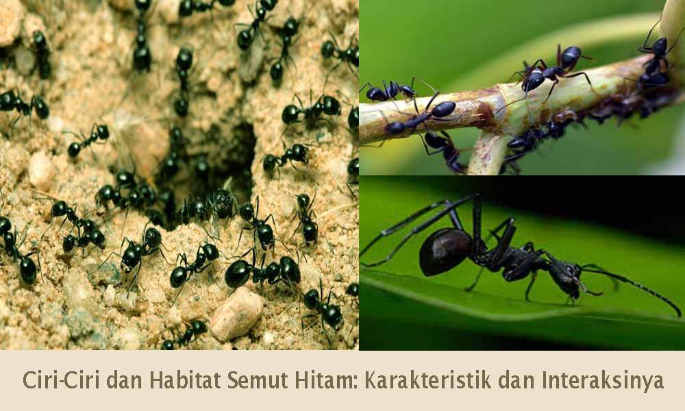 Serangga Semut Hitam: Karakteristik dan Peran dalam Ekosistem