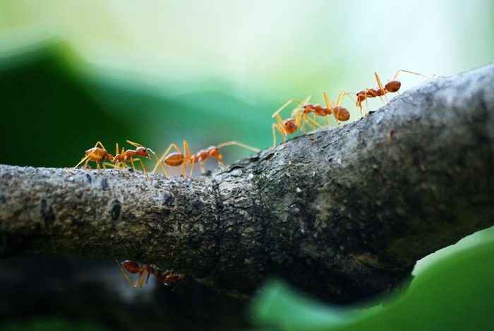 Serangga Semut Kayu: Karakteristik dan Peran Ekosistem