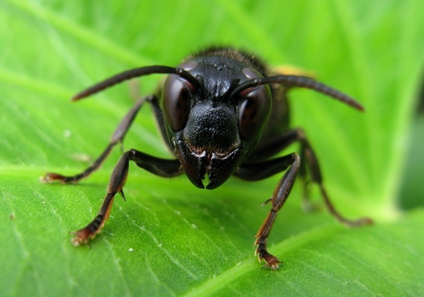 Mengenal Serangga Wasp: Karakteristik dan Peran Ekologisnya