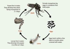 Serangga Aedes aegypti: Pengetahuan Dasar dan Peranannya