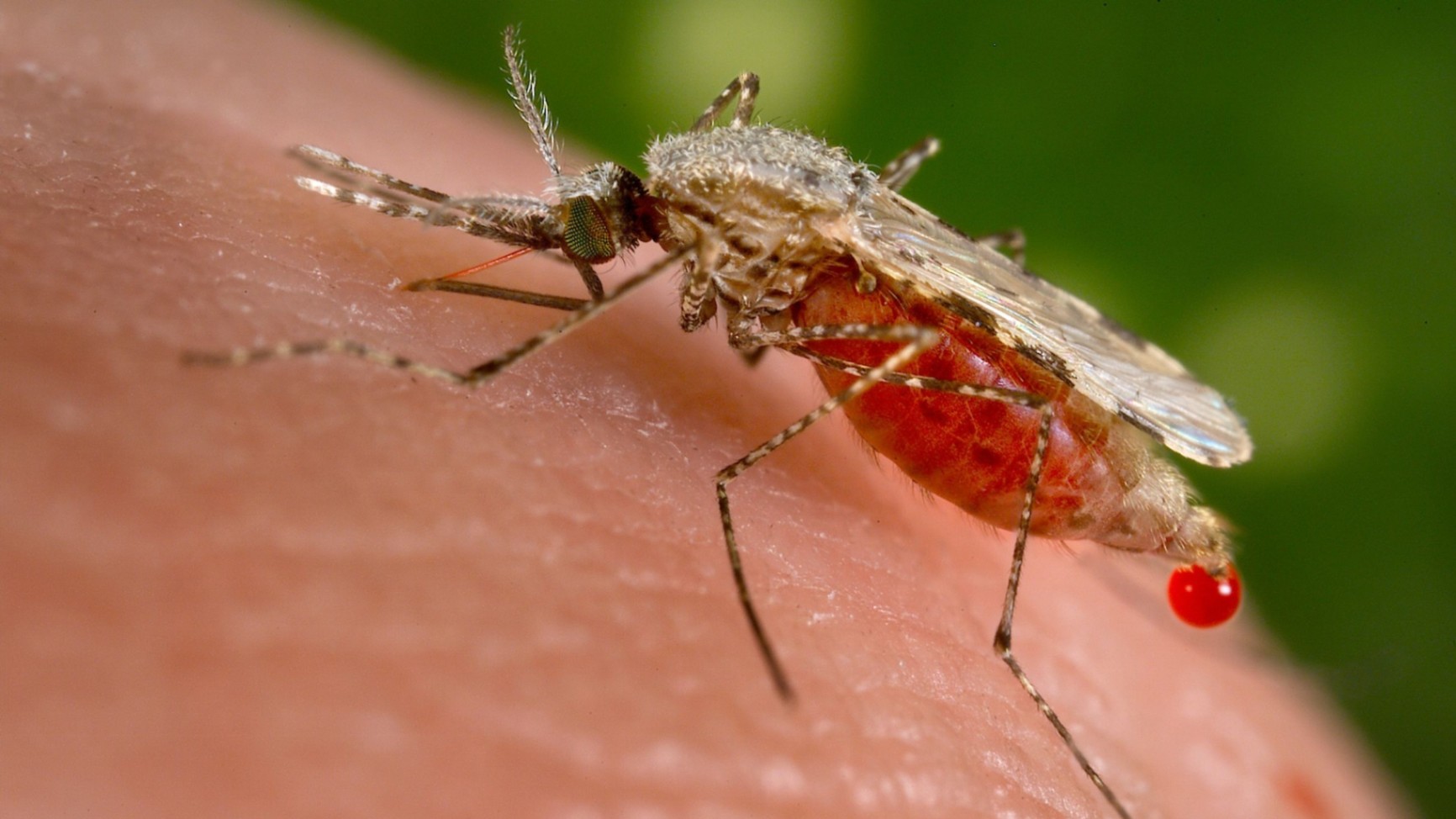 Serangga Anopheles: Pengetahuan Dasar tentang Nyamuk Penular Malaria