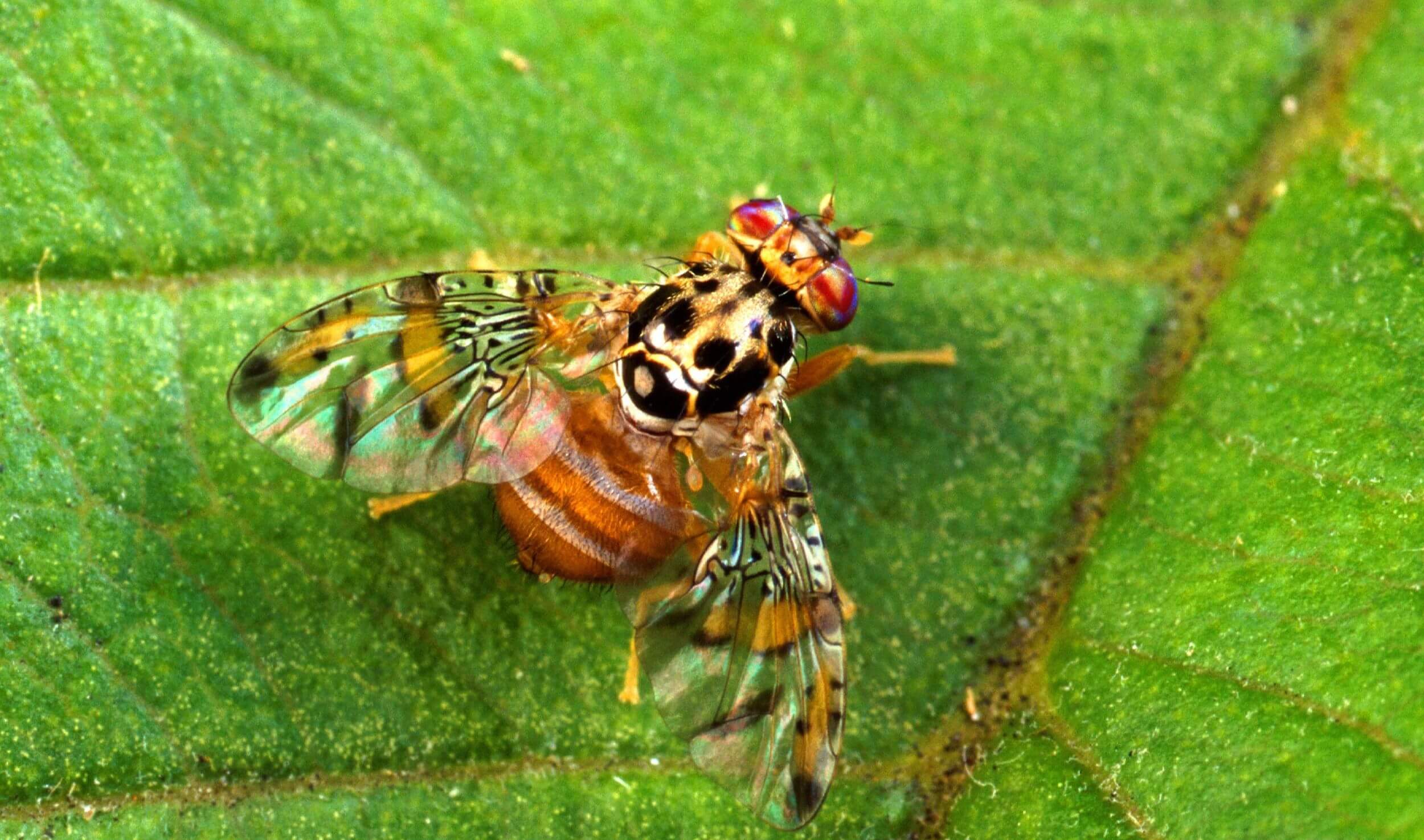 Serangga Buah: Mengenal Lebih Dekat tentang Fruit Fly