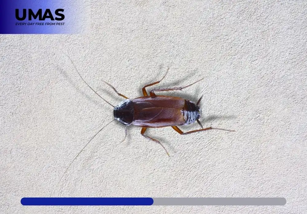 Serangga Cockroach: Karakteristik, Kebiasaan, dan Cara Mengendalikannya