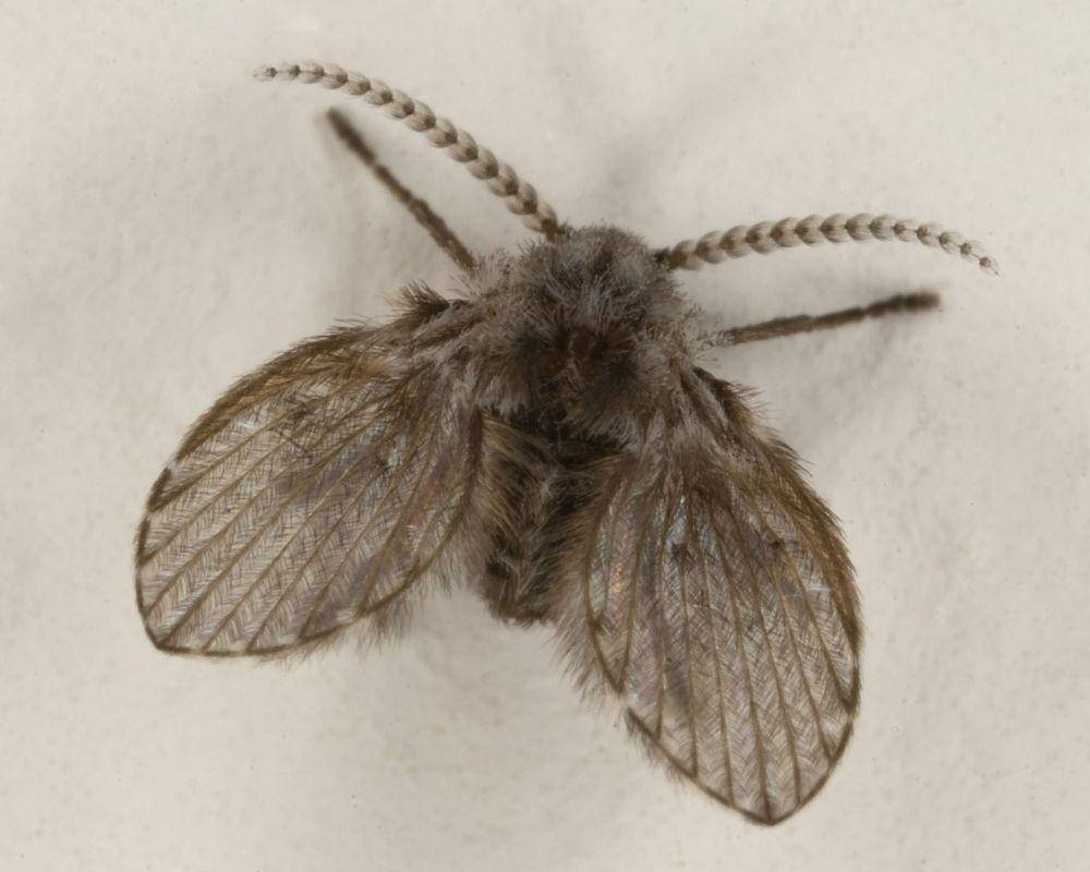 Serangga Drain Fly: Pengertian, Ciri, dan Cara Mengendalikan