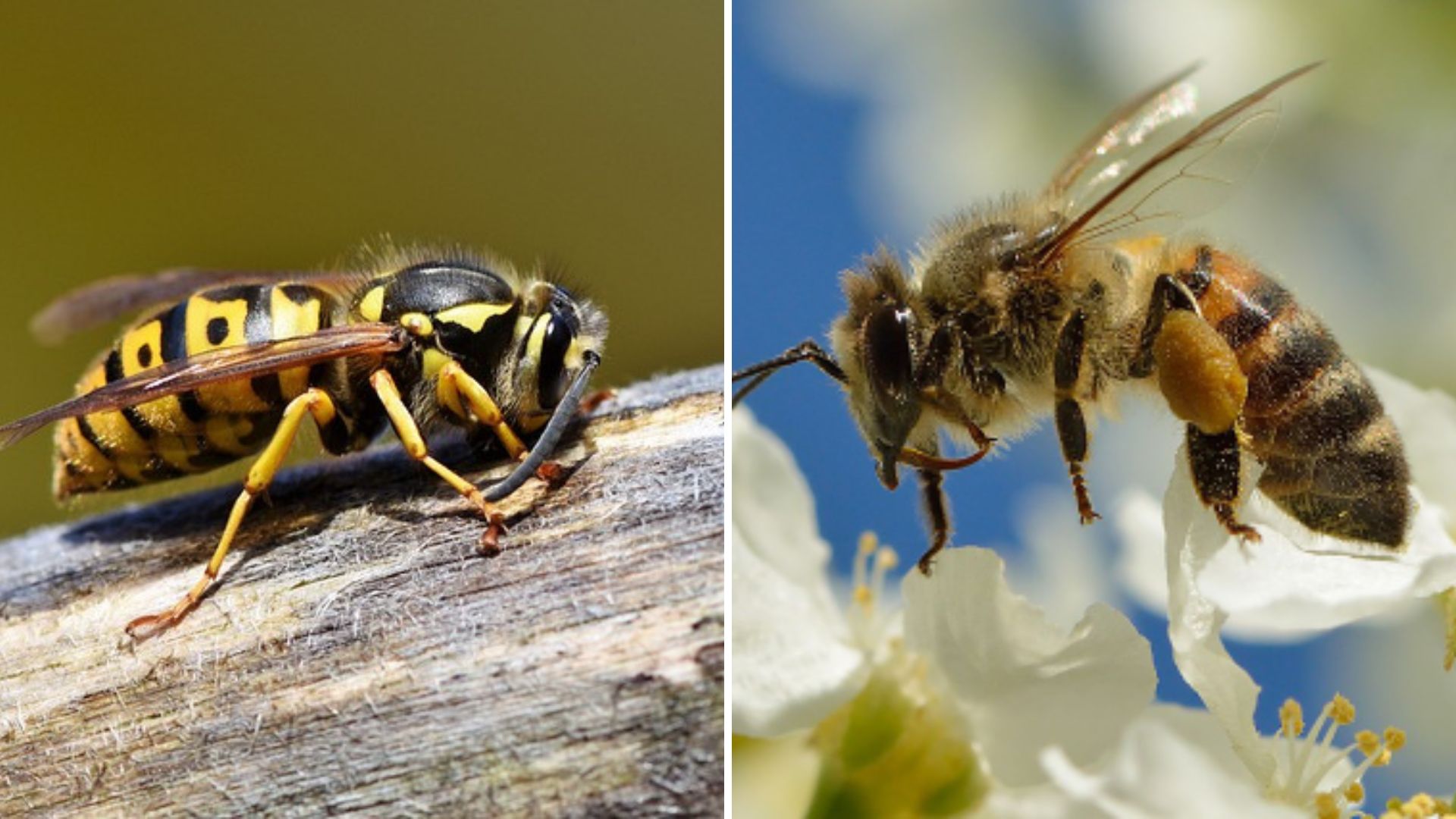 Serangga Hornet: Karakteristik, Habitat, dan Perilaku Mereka