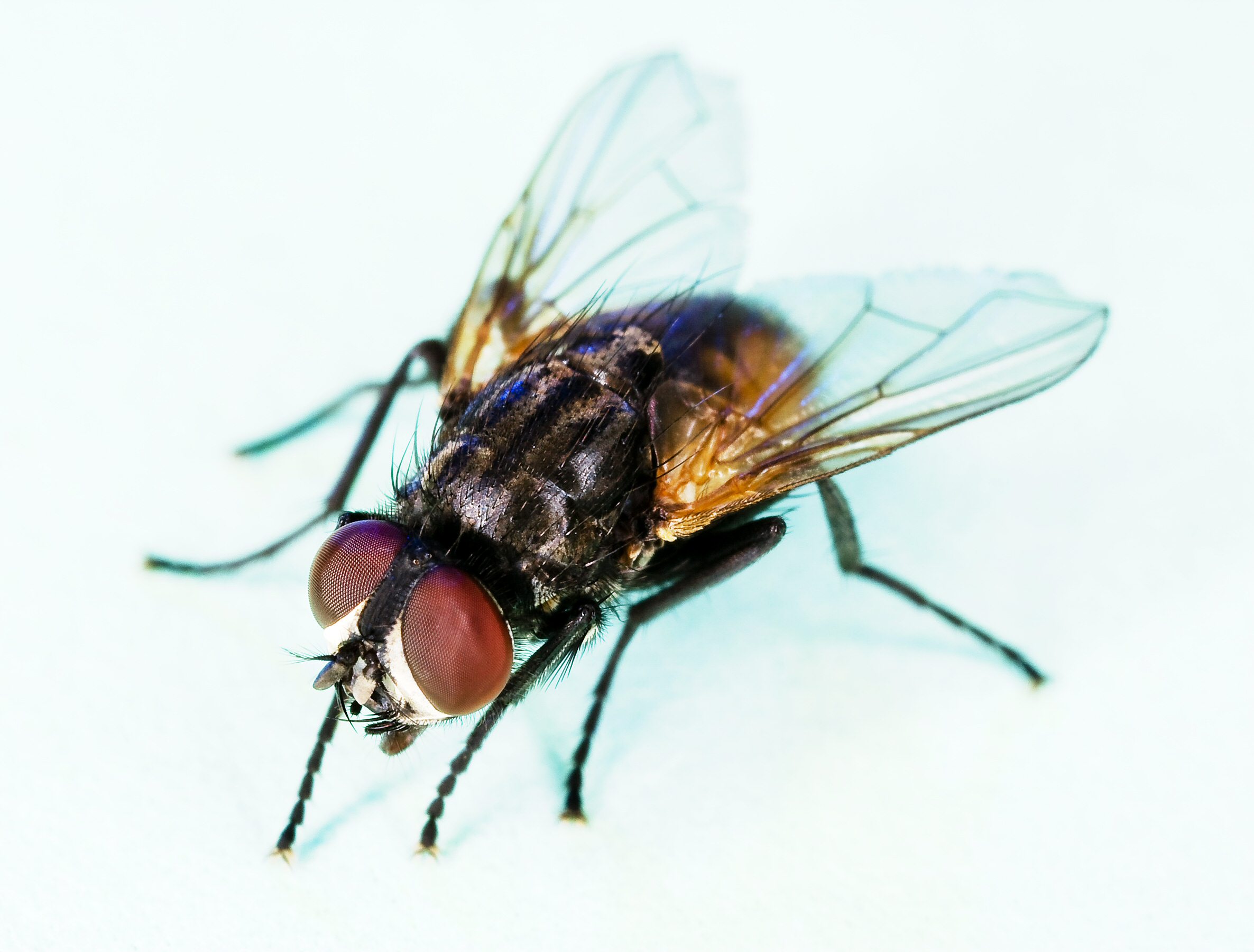 Serangga Housefly: Karakteristik dan Peran dalam Lingkungan