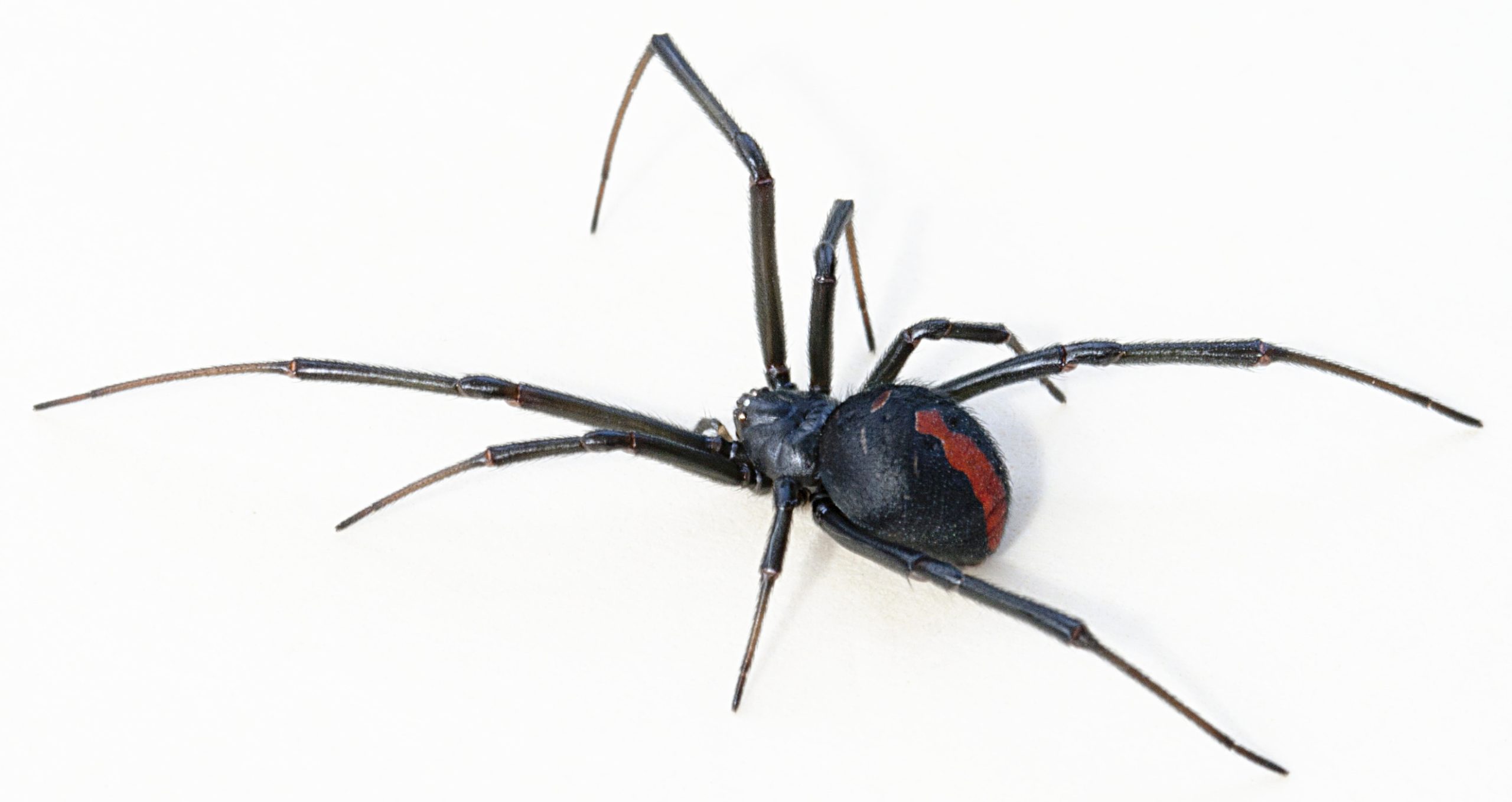 Serangga Kutu Redback Spider: Ciri, Habitat, dan Bahaya