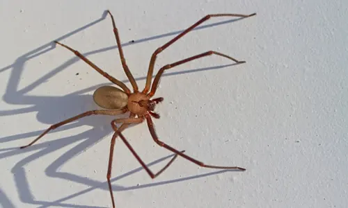 Serangga Laba-laba Brown Recluse: Karakteristik dan Bahayanya