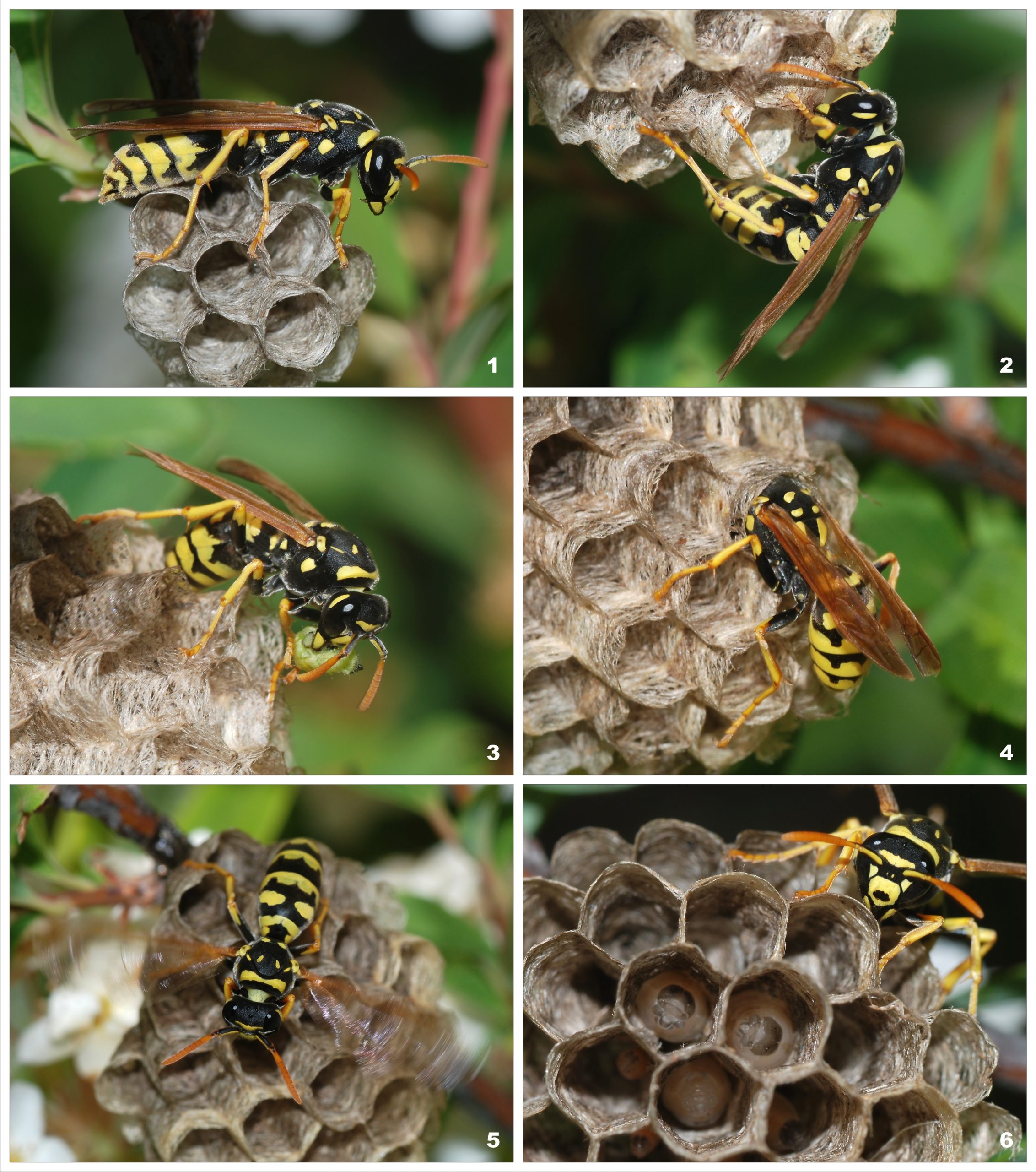 Serangga Paper Wasp: Ciri, Habitat, dan Peran Ekologisnya