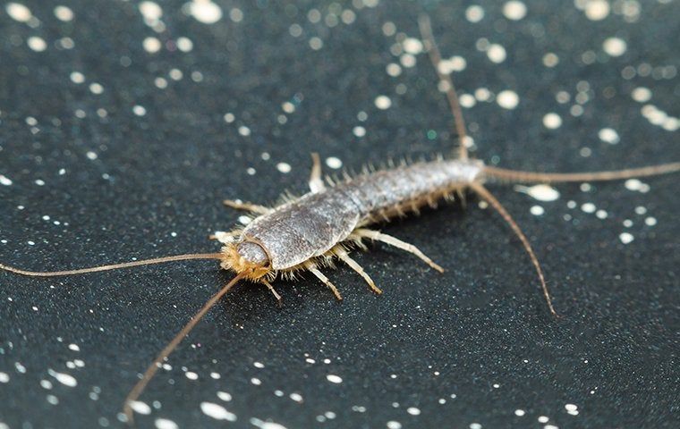 Serangga Silverfish: Karakteristik, Kebiasaan, dan Cara Mengendalikannya