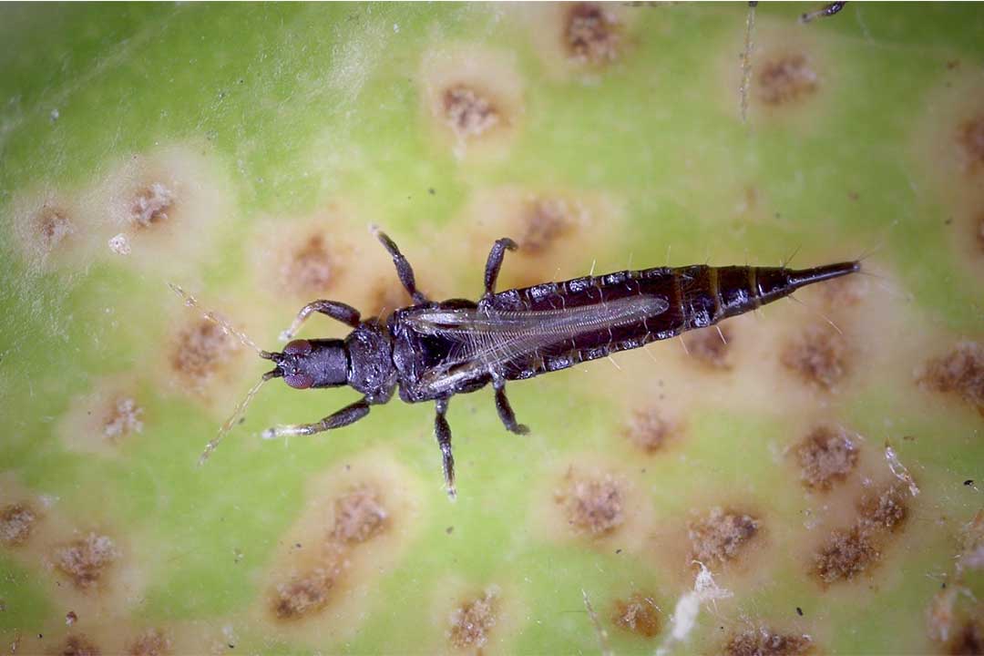 Serangga Thrips: Karakteristik dan Dampaknya pada Tanaman