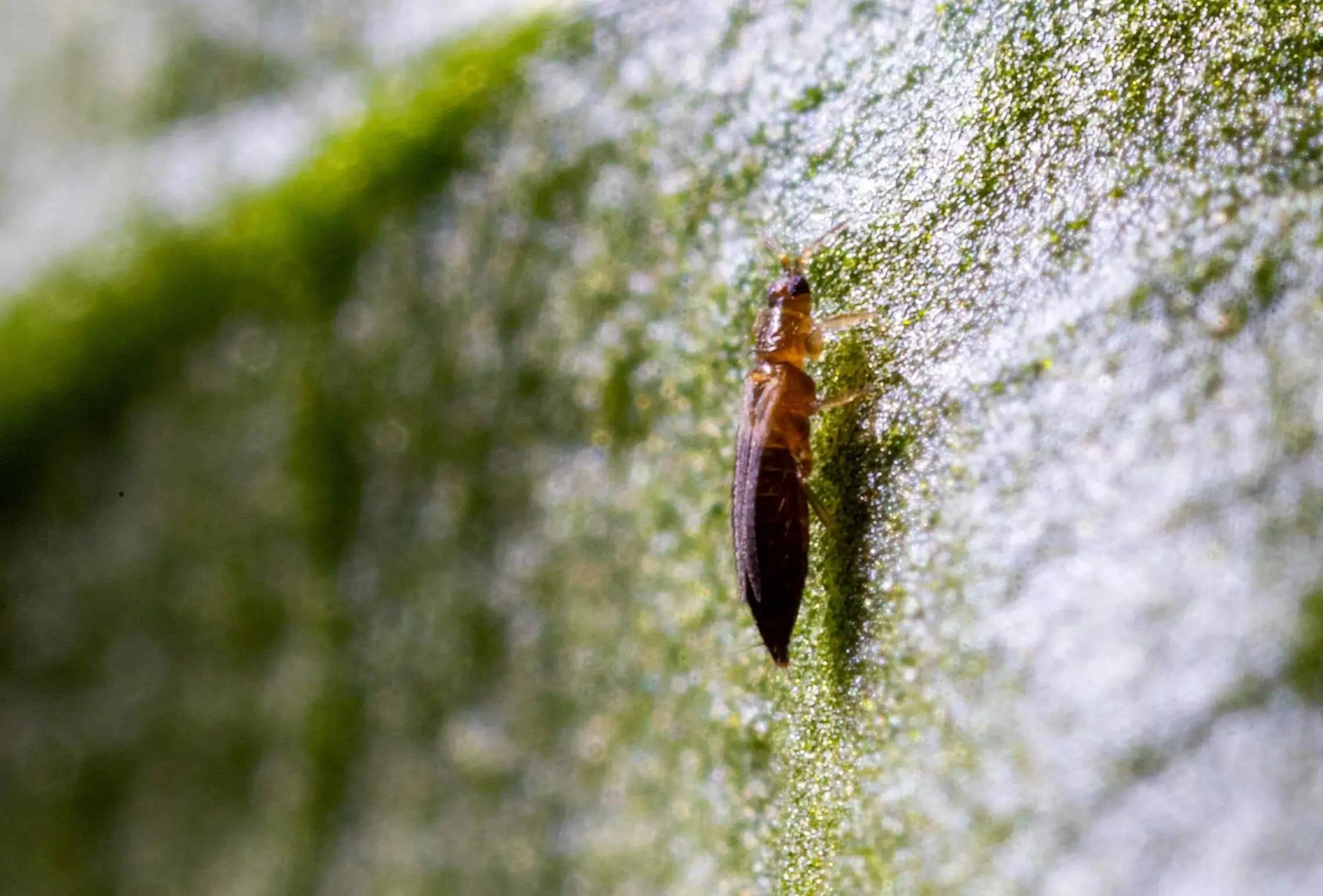 Serangga Thrips: Karakteristik, Habitat, dan Dampaknya