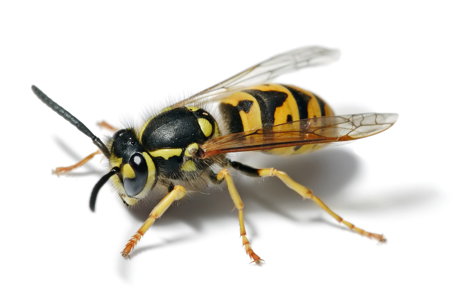 Serangga Yellowjacket: Kehidupan dan Karakter Serangga Berbisa