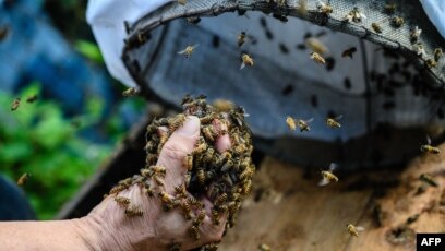 Lebah Serangga Membangun Sarang: Proses dan Keunikannya