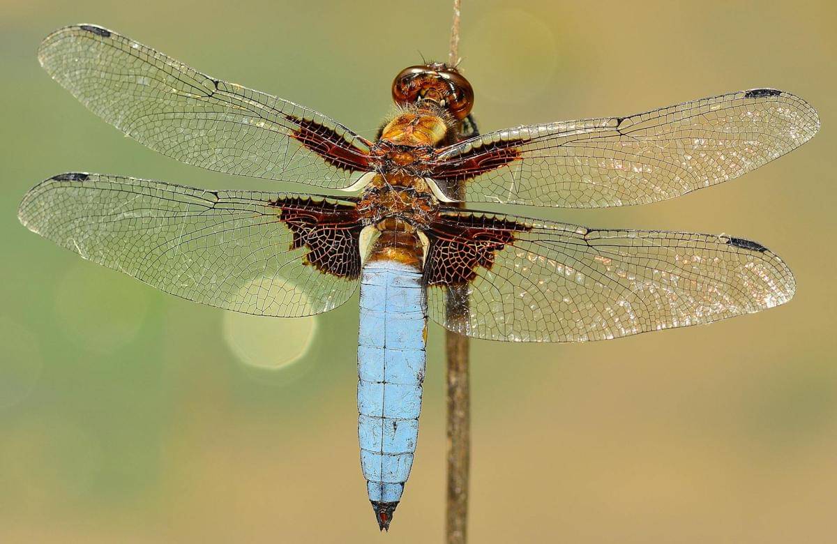 Mengenal Serangga Capung: Keindahan dan Peran Ekologisnya